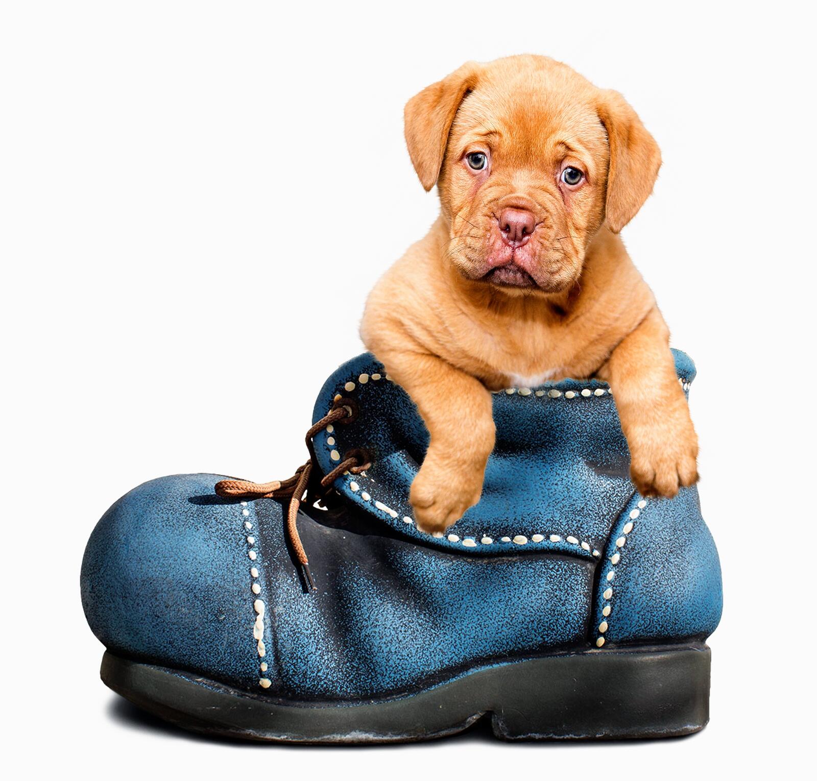 免费照片一只穿着靴子的斜耳小狗。