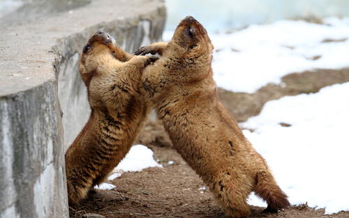Two beavers fighting each other