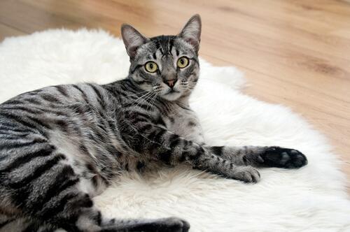 A striped cat lying on a white fluffy mat