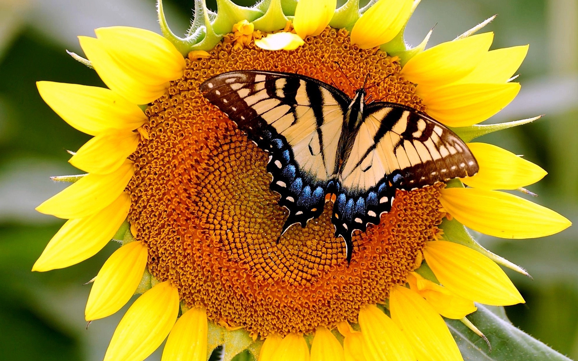 A butterfly on a sunflower.