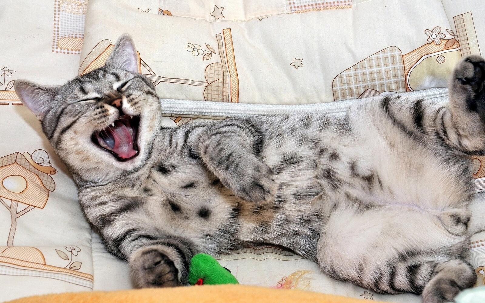 Бесплатное фото Смешной зевающий кот