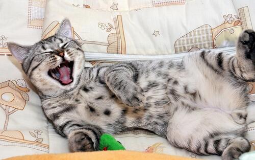 Смешной зевающий кот