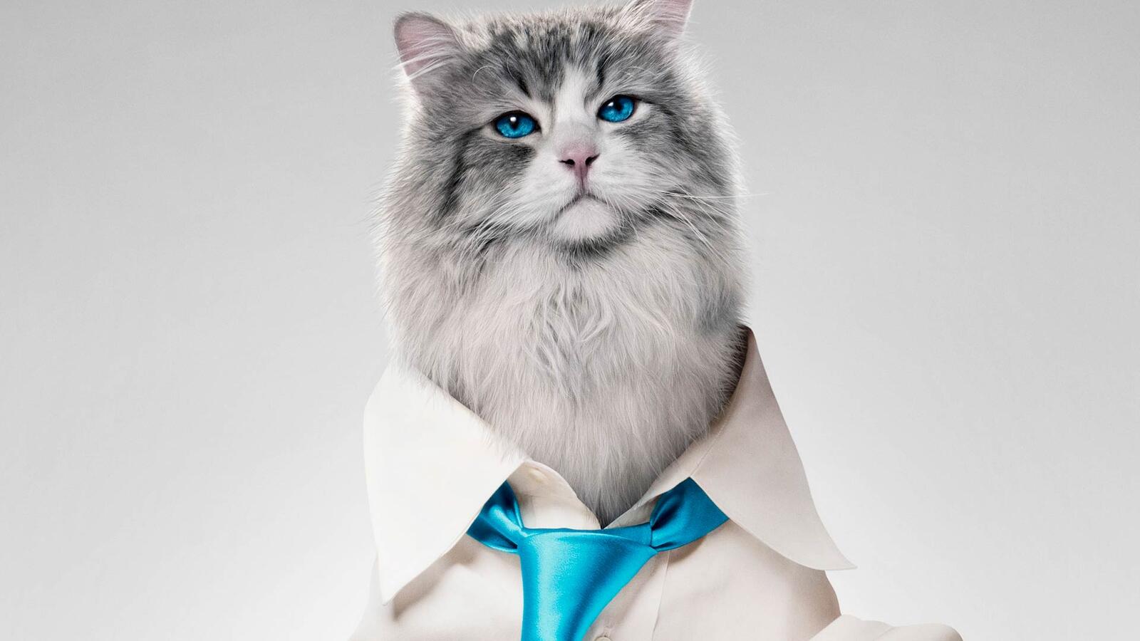 Бесплатное фото Голубоглазый пушистый кот