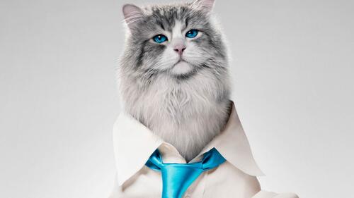 Blue-eyed fluffy cat
