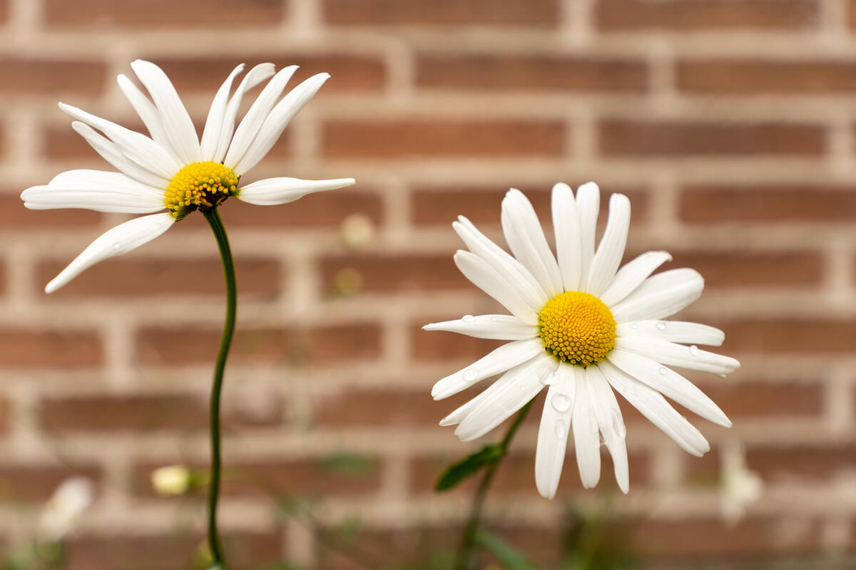 Two white daisies against a blurry brick wall