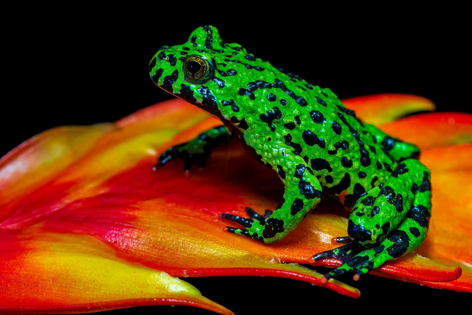 Free photo A green frog on an orange leaf