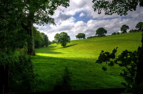 A bright green field by a deciduous forest
