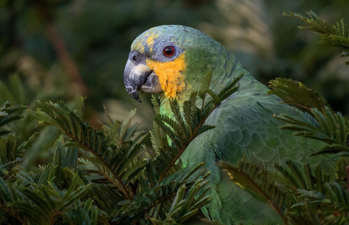 Темно-зеленый попугай слился с зеленой растительностью