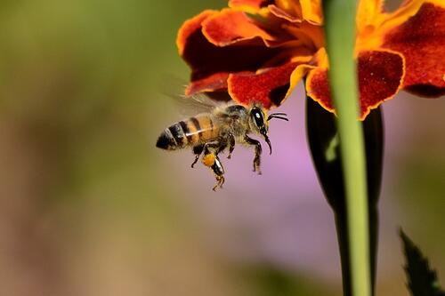 Пчелка опыляет цветок