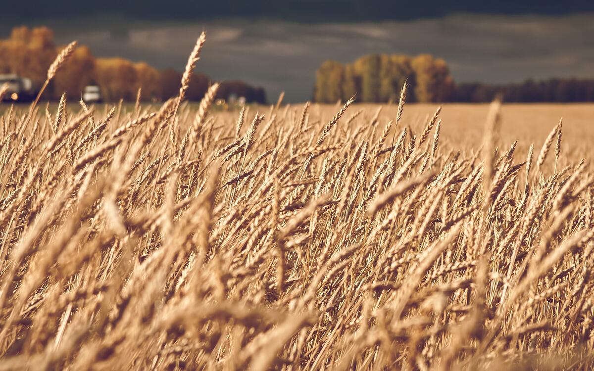 Поле с пшеницей