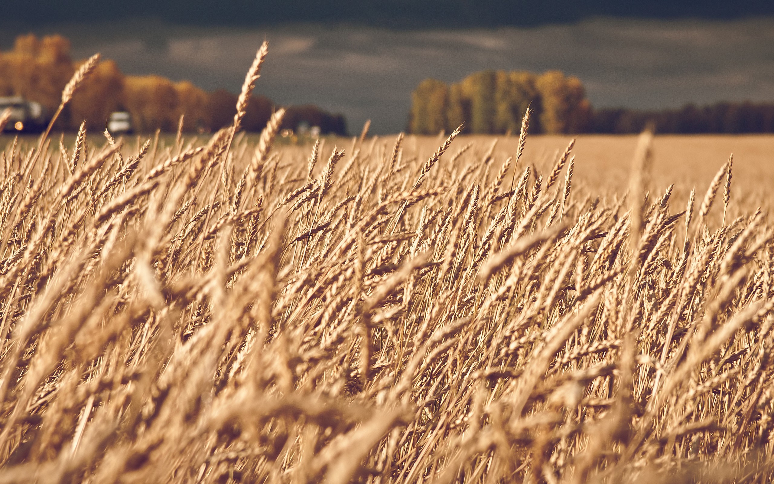 Free photo A field of wheat