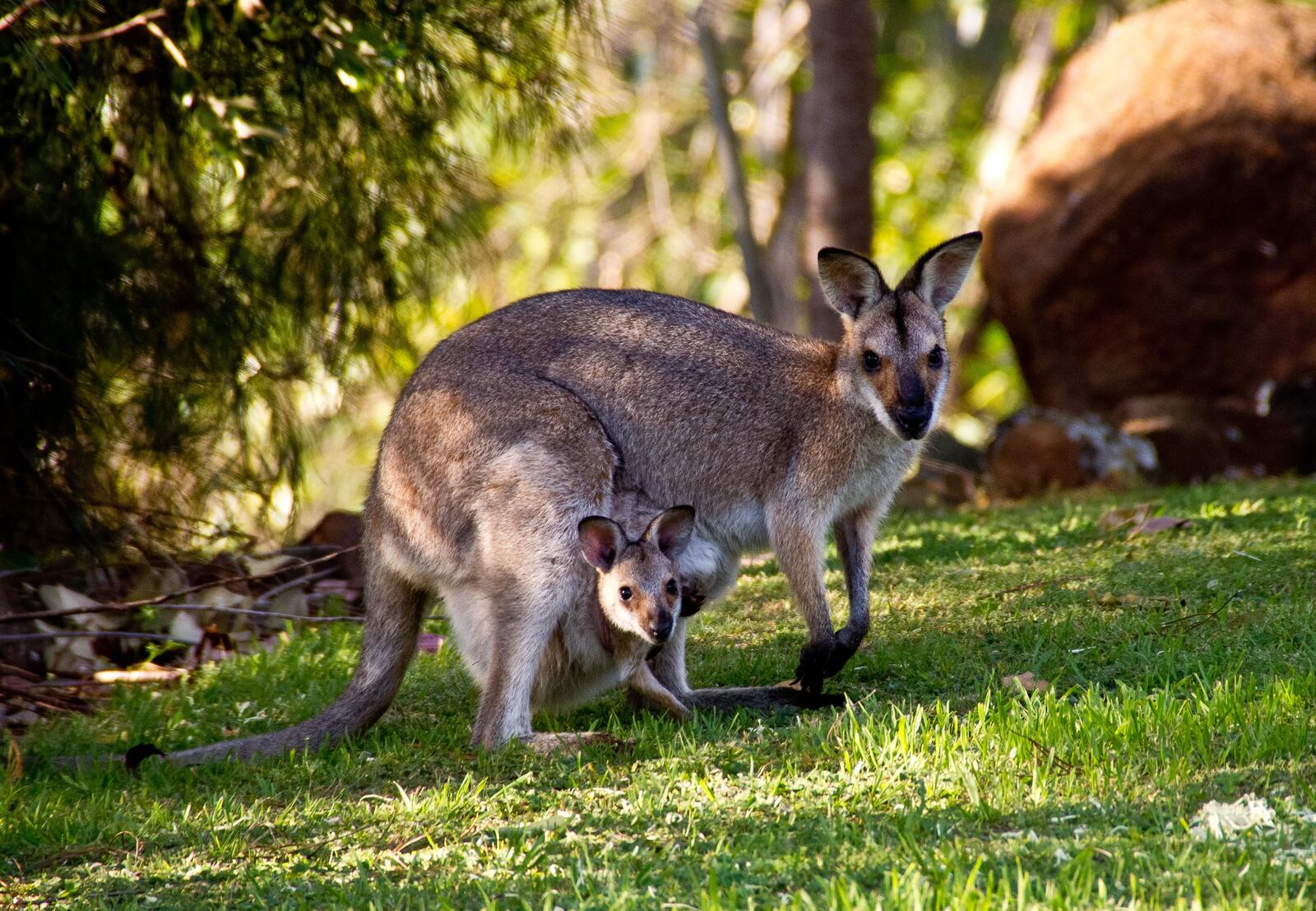 Free photo Mama kangaroo with her cub