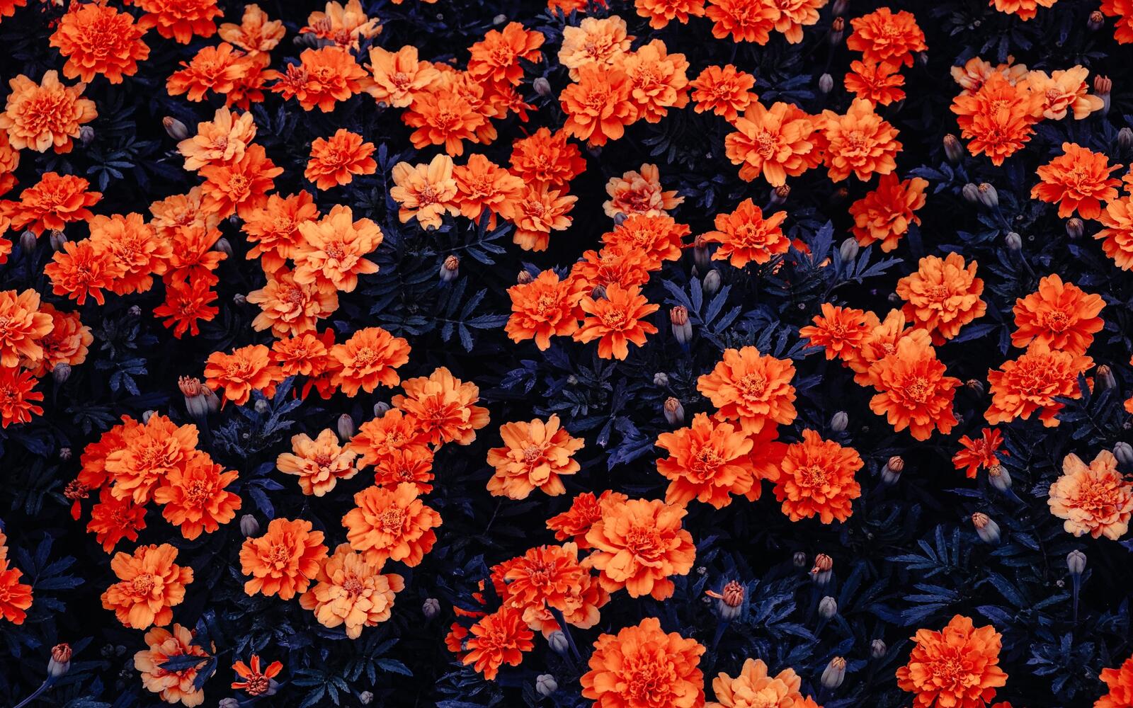 Обои обои оранжевые цветы сад цветы на рабочий стол