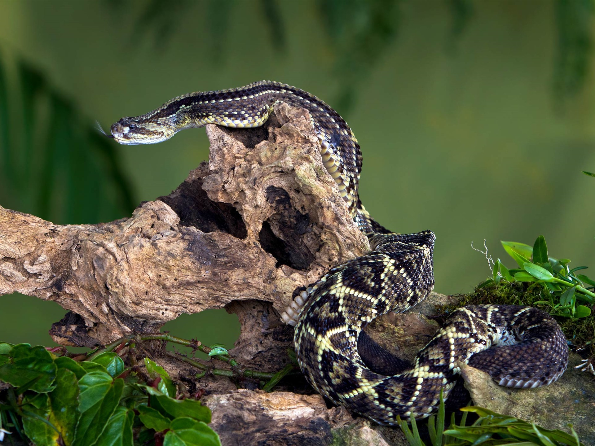 Фото бесплатно обои змея, багажник, гремучая змея