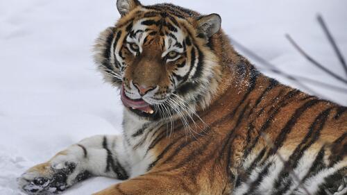 A Bengal tiger lies in the snow