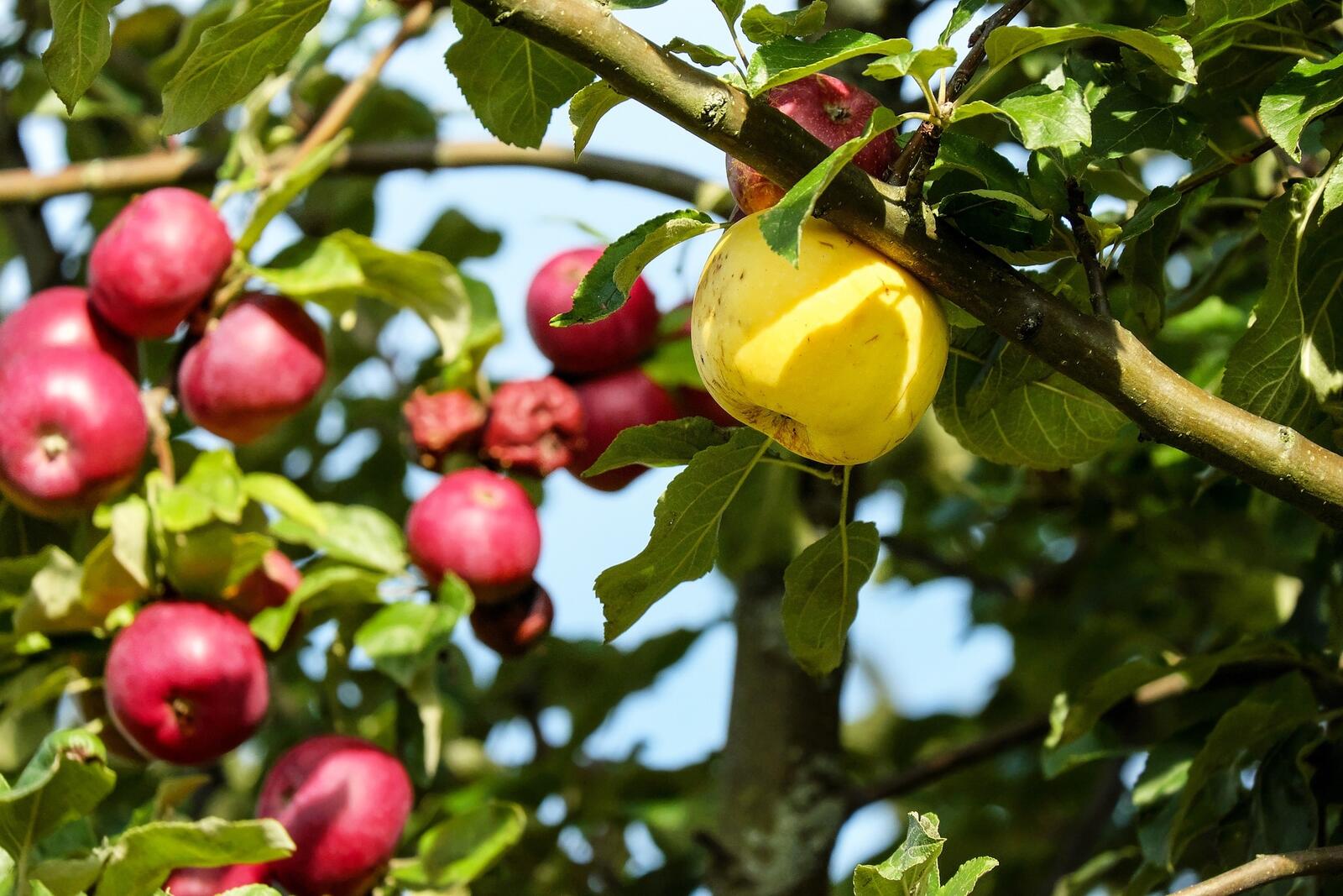 Бесплатное фото Дерево с красными яблоками