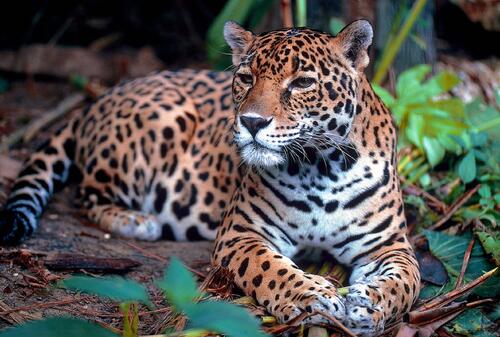 The leopard rests looking into the distance.