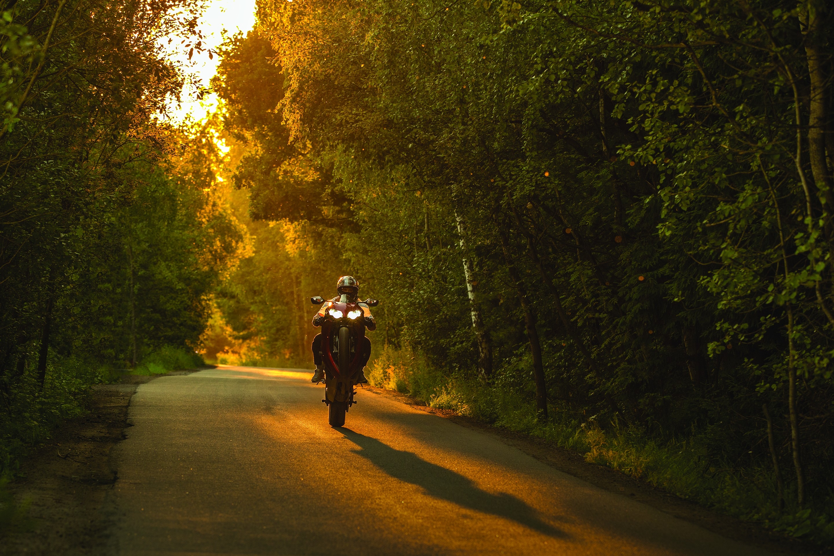 Бесплатное фото Honda cbr 1000 едет на заднем колесе по лесу на закате