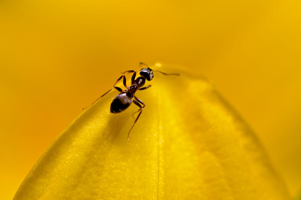 An ant on a yellow flower petal
