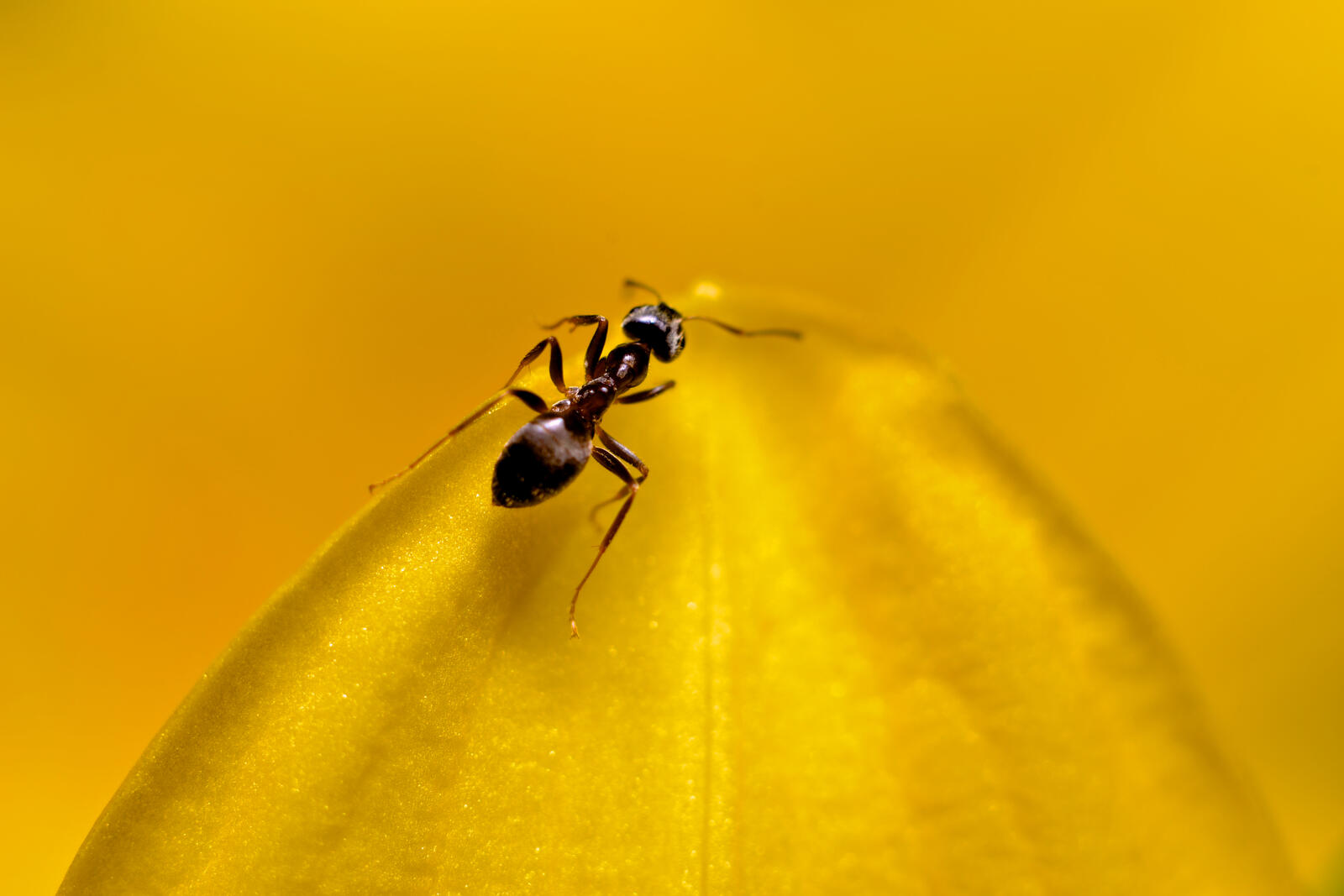 Free photo An ant on a yellow flower petal
