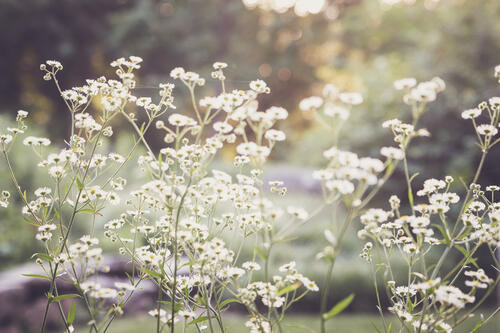 Кустарник травы с белыми цветками