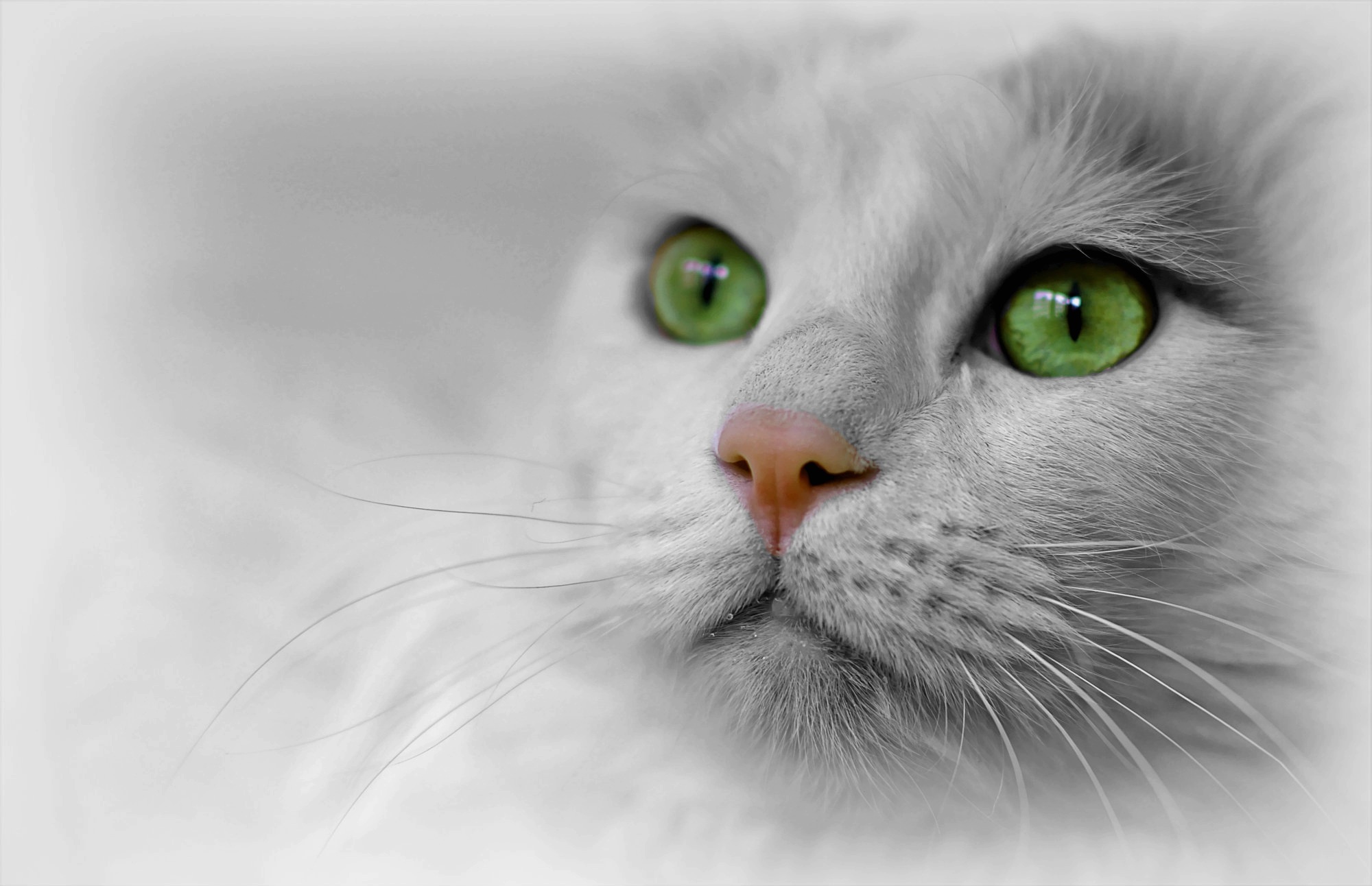 Free photo The face of a gray cat