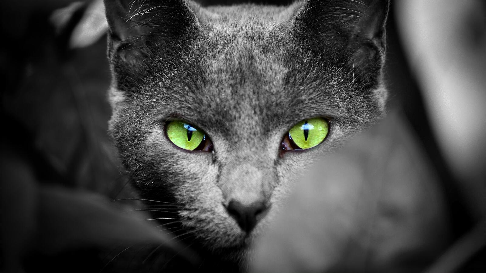 Бесплатное фото Кот с зелеными глазами на монохромном фото