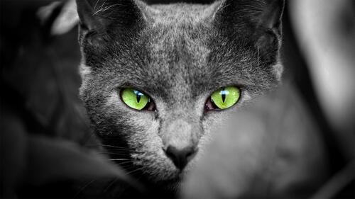 A cat with green eyes in a monochrome photo