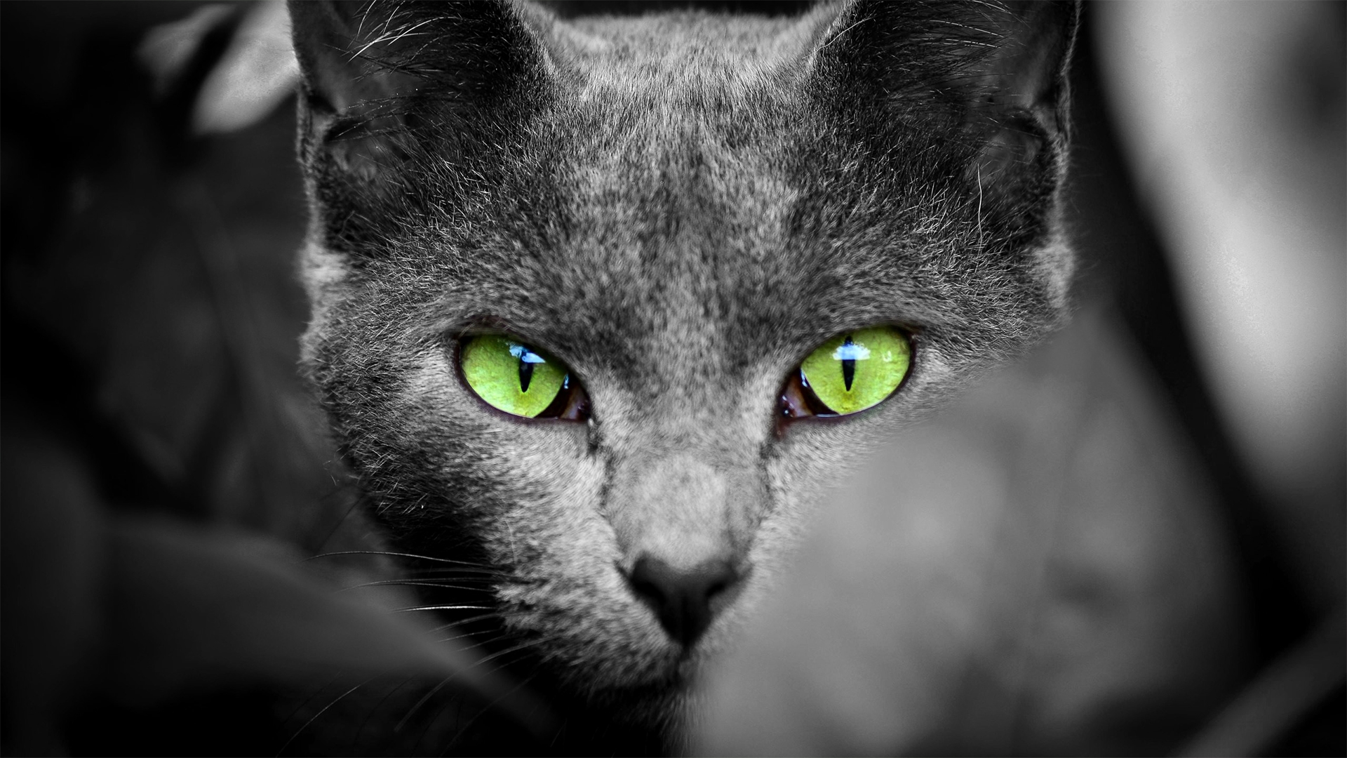 Кот с зелеными глазами на монохромном фото · бесплатная фотография
