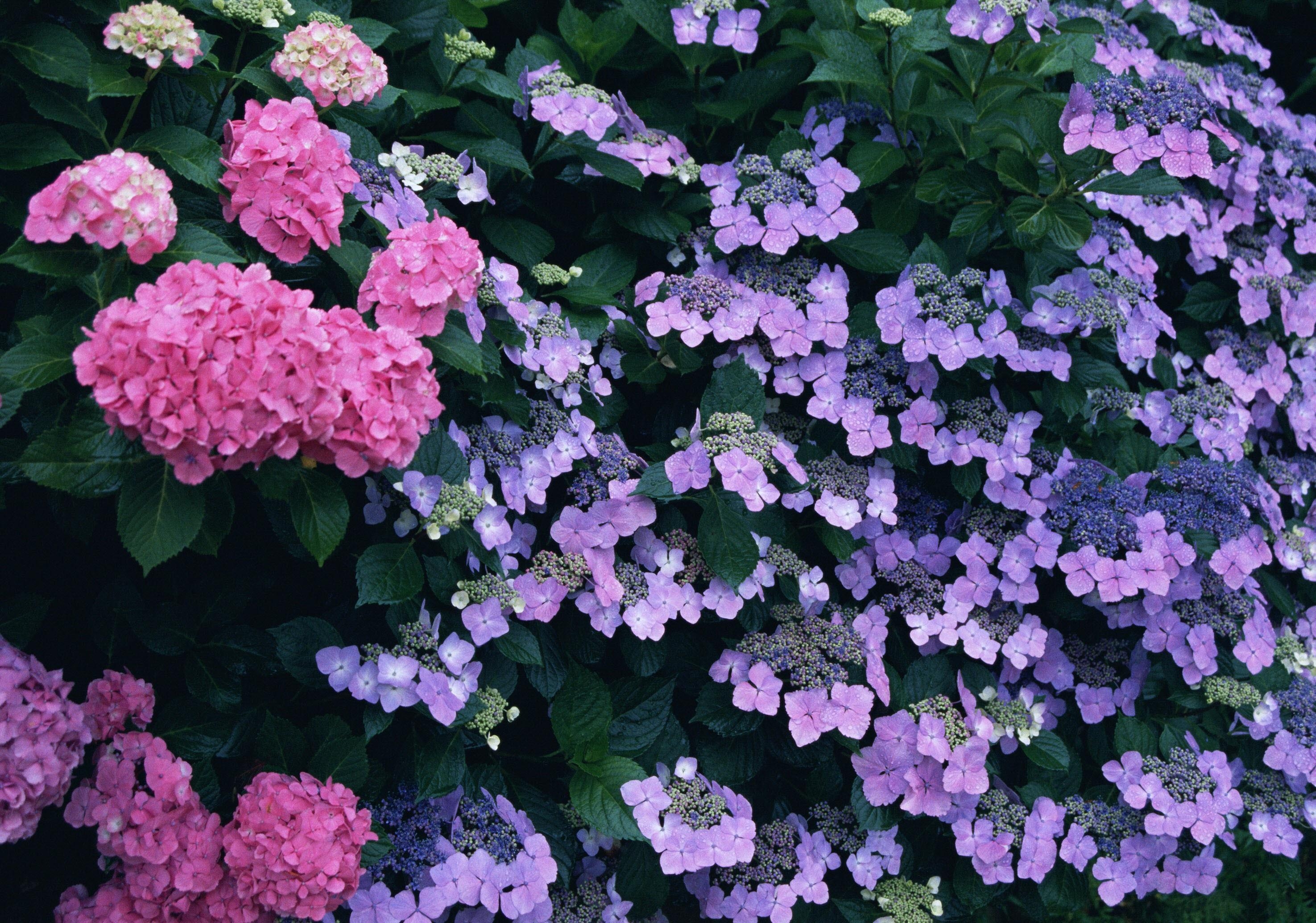 Бесплатное фото Кусты с цветочками