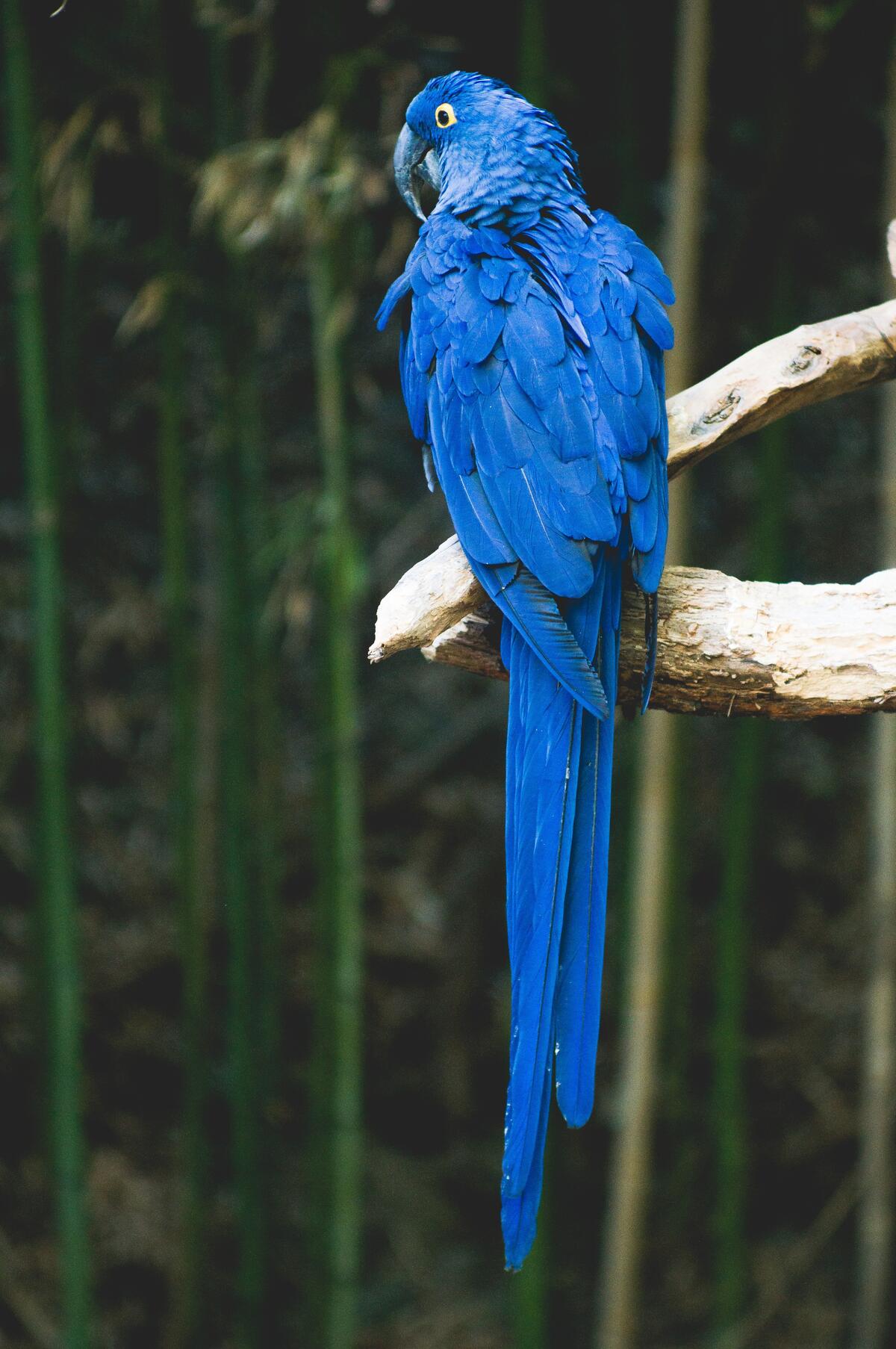 Ara`s bright blue parrot