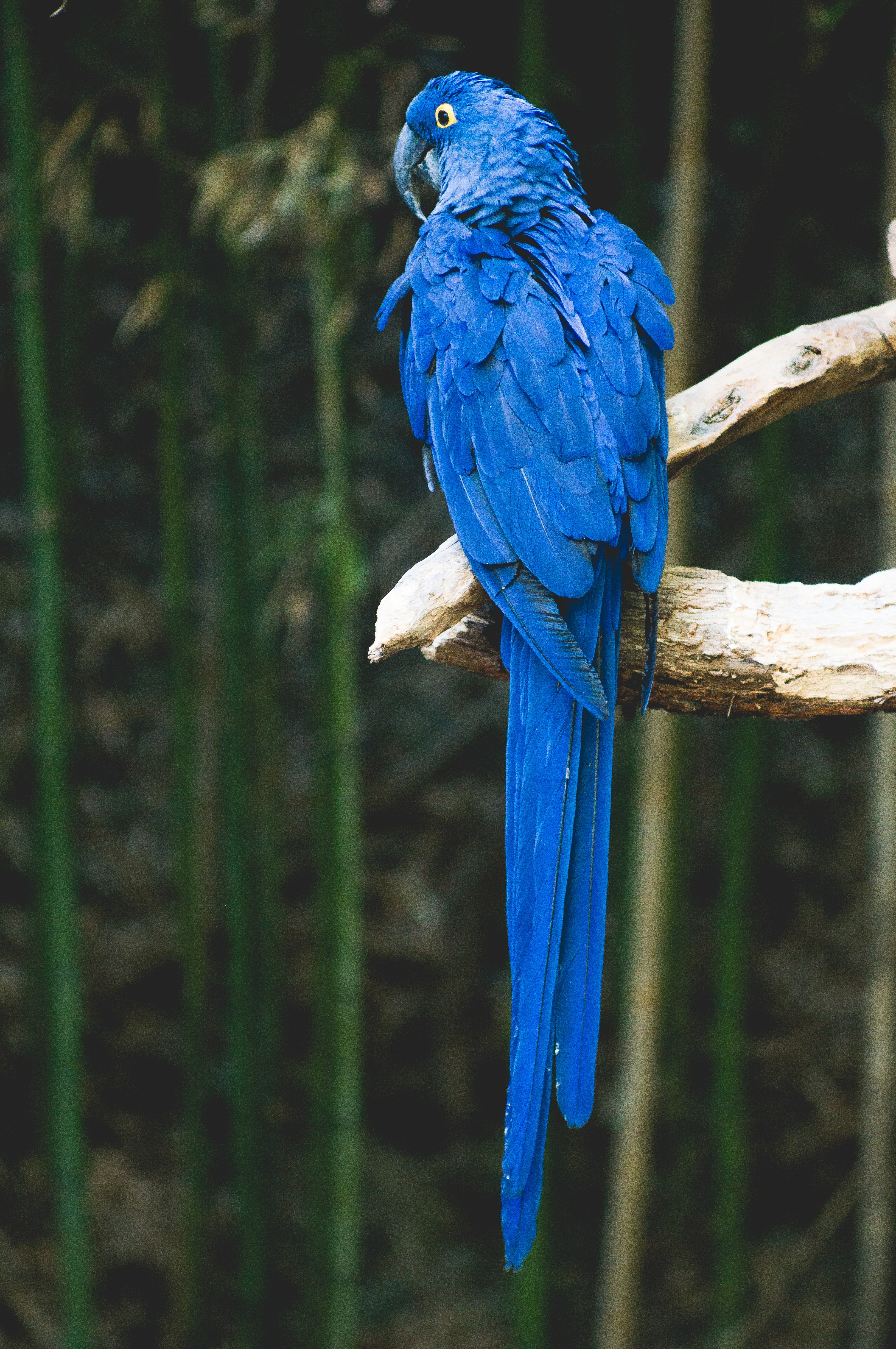 Free photo Ara`s bright blue parrot