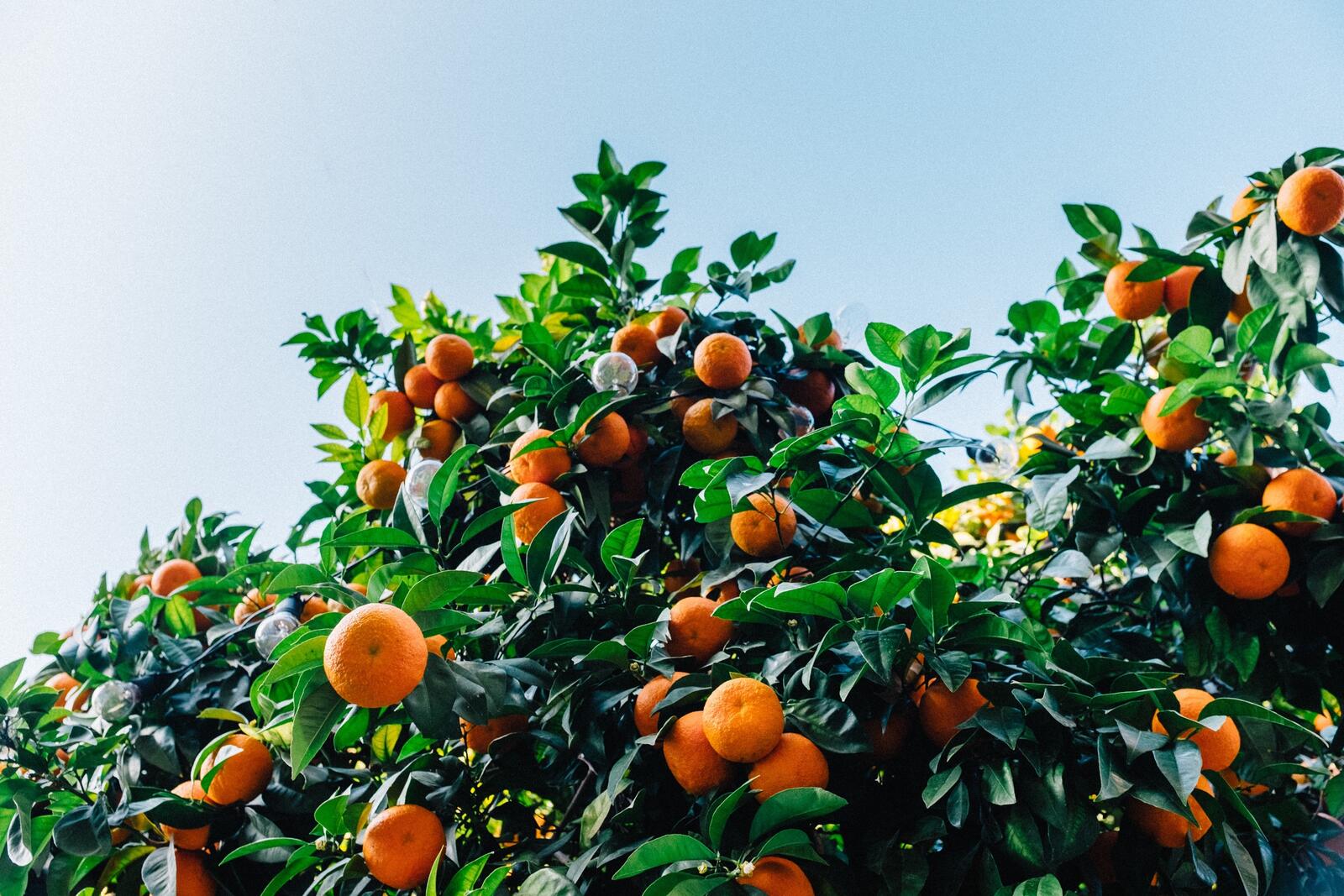 Бесплатное фото Дерево с растущими на нем мандаринами