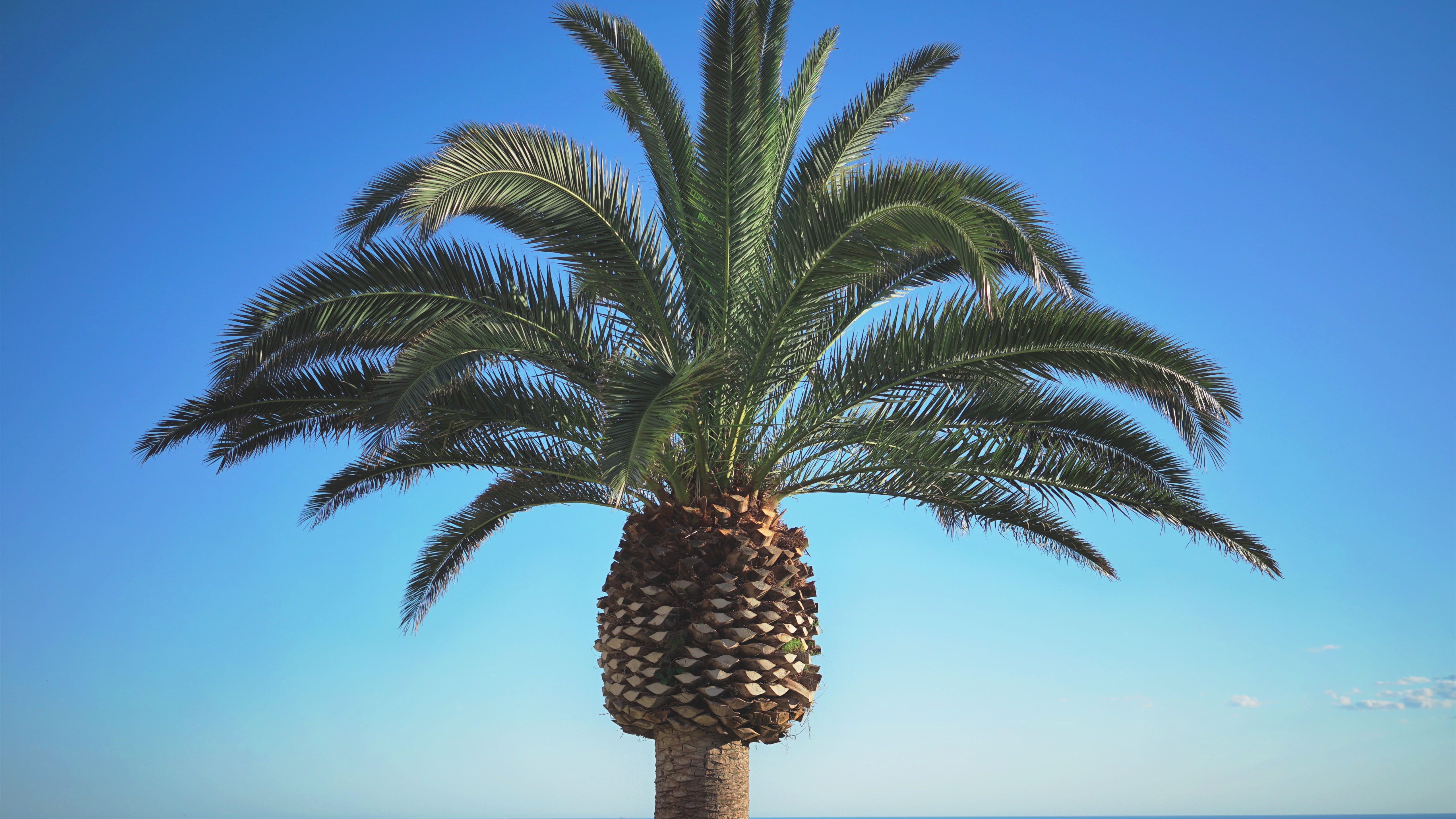 棕榈树顶