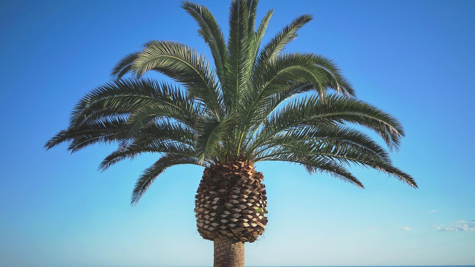 免费照片棕榈树顶