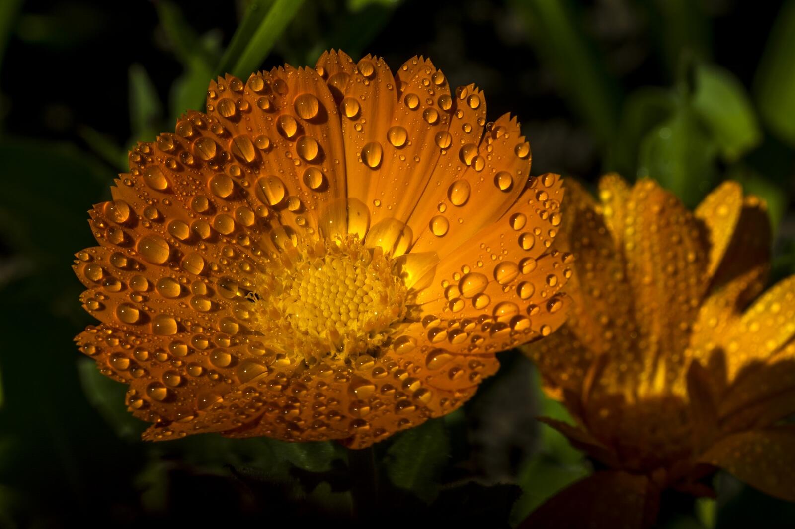Бесплатное фото Утренняя роса на лепестках цветка
