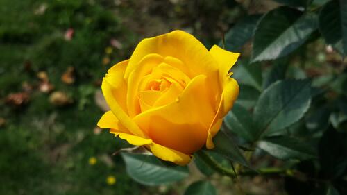 Одинокая красивая желтая роза