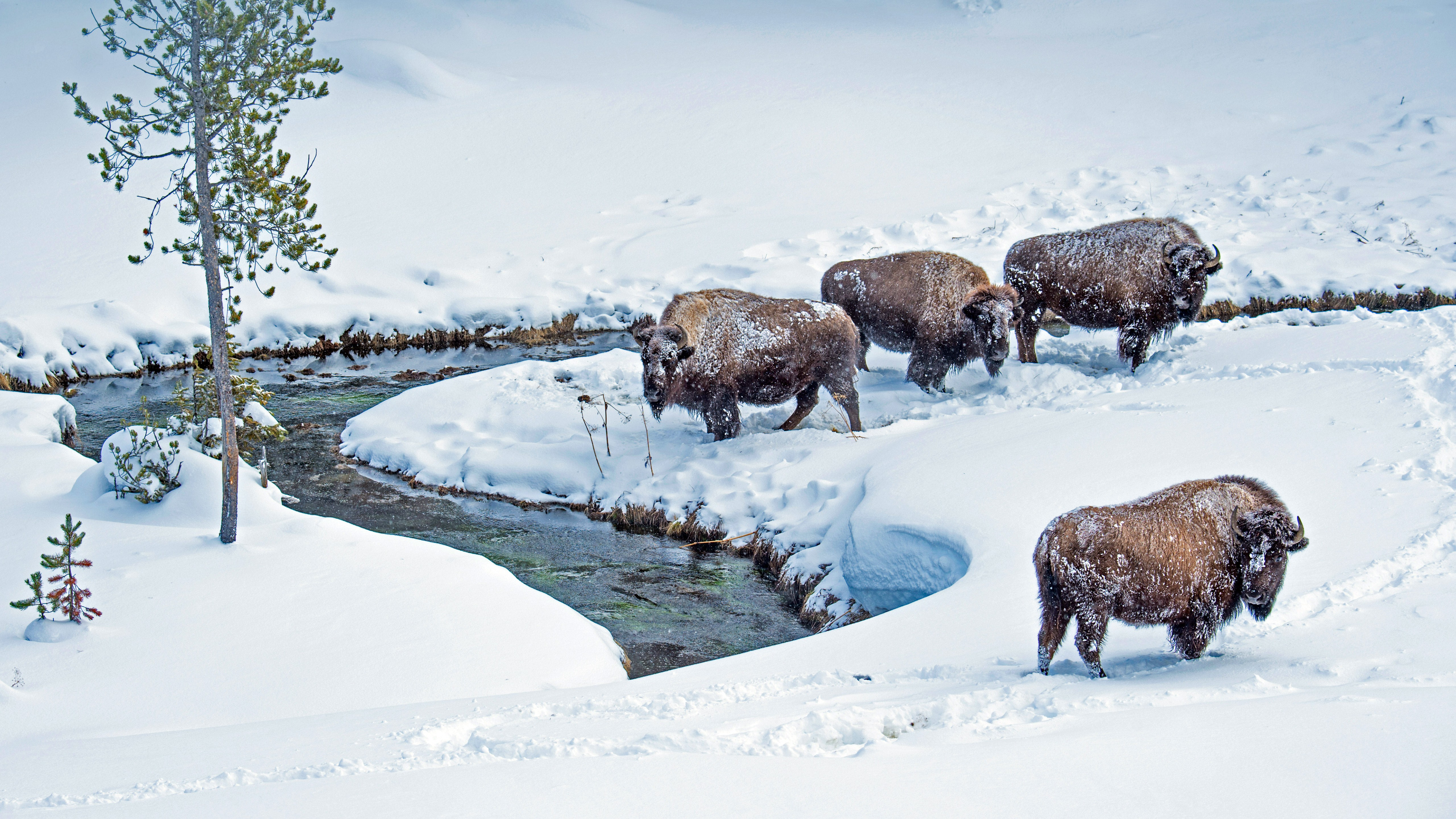 Free photo Bisons in winter came to quench their thirst