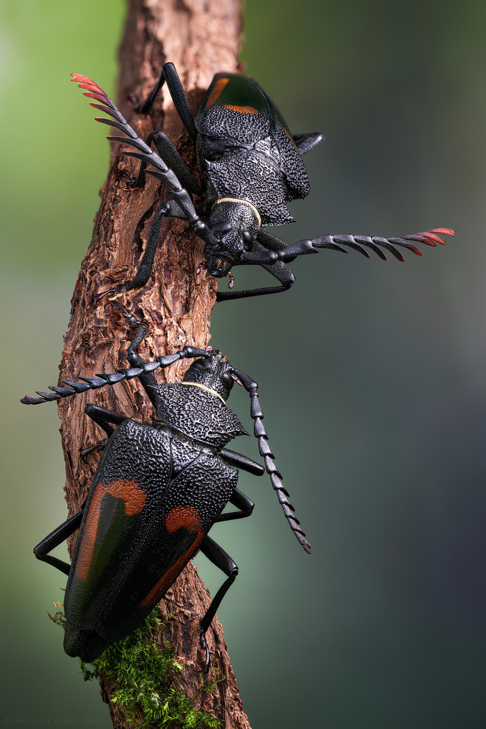 Free photo Two beetles met on the branch