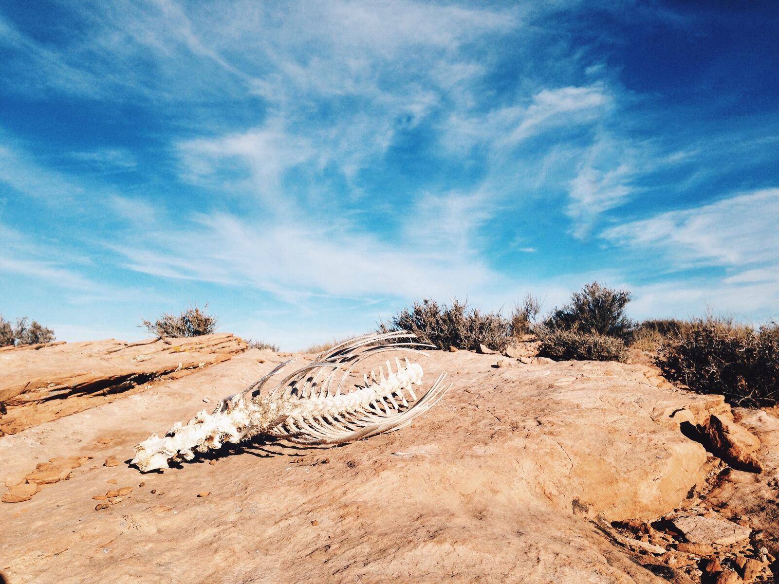 Free photo Skeleton of an animal in the desert