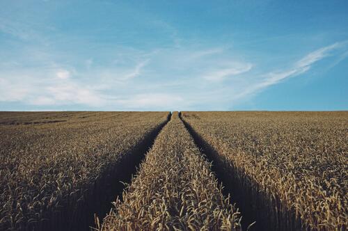Дорога проходящая через большое поле с пшеницей