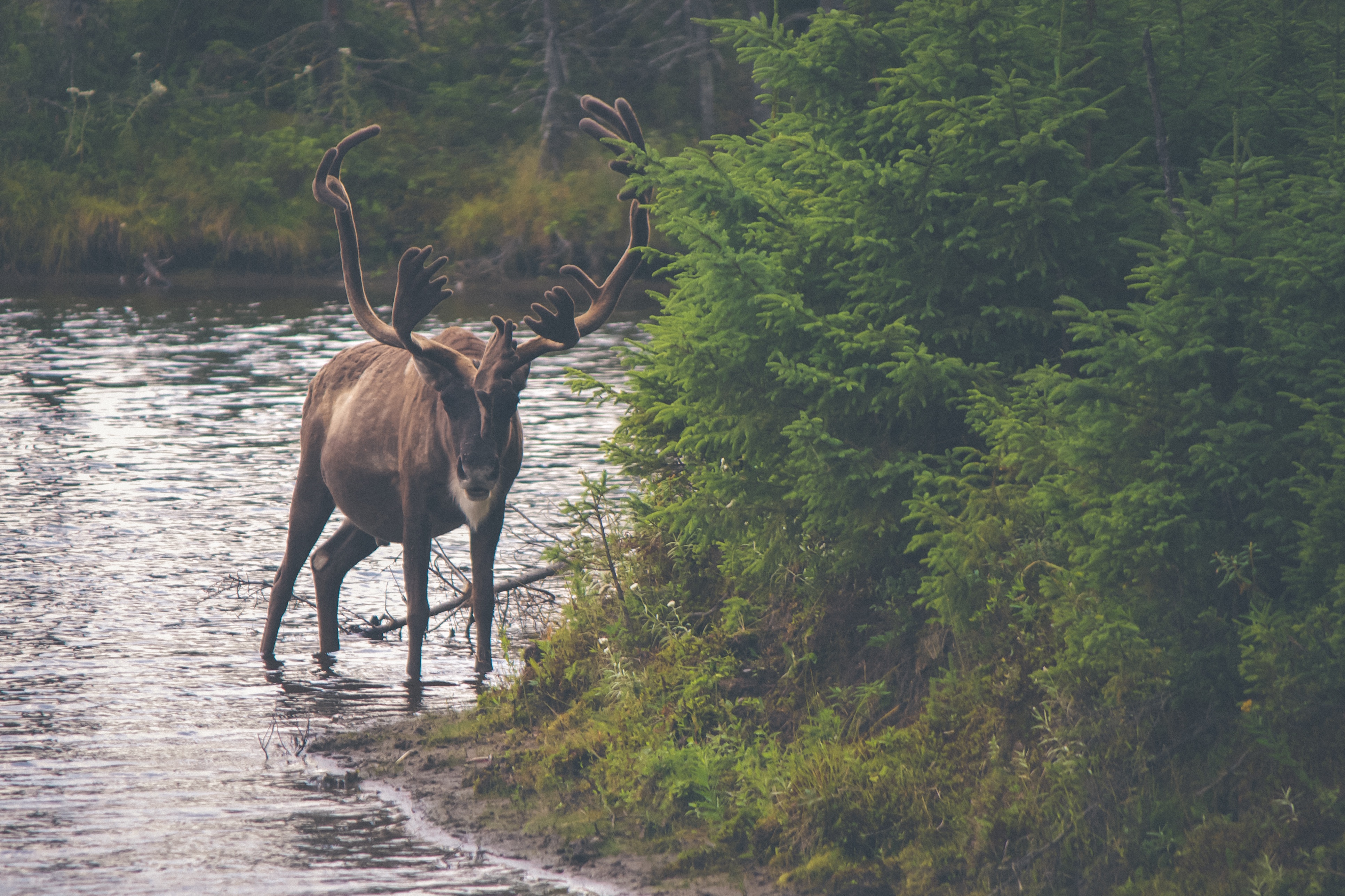 A deer walks in a shallow river