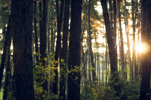Солнечный свет в густом лесу