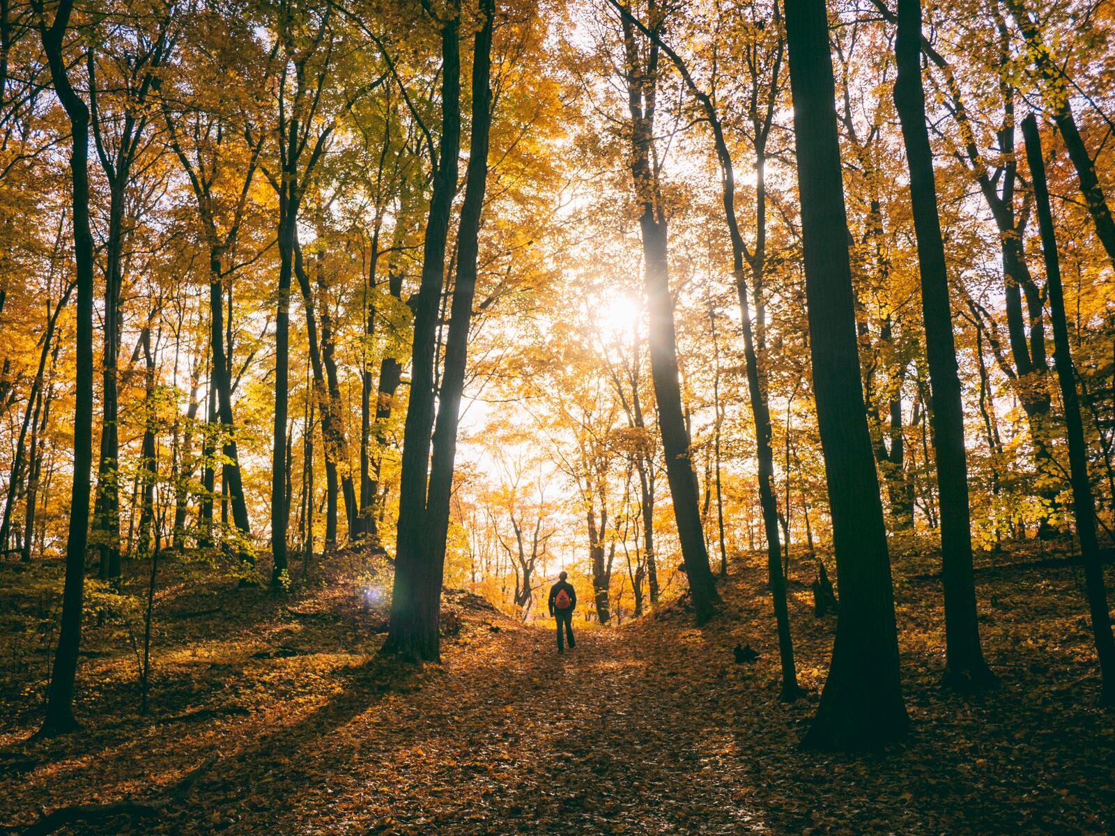 Бесплатное фото Прогулка по осеннему лесу в солнечную погоду