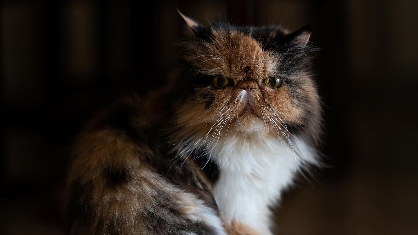 Free photo Grumpy Cat