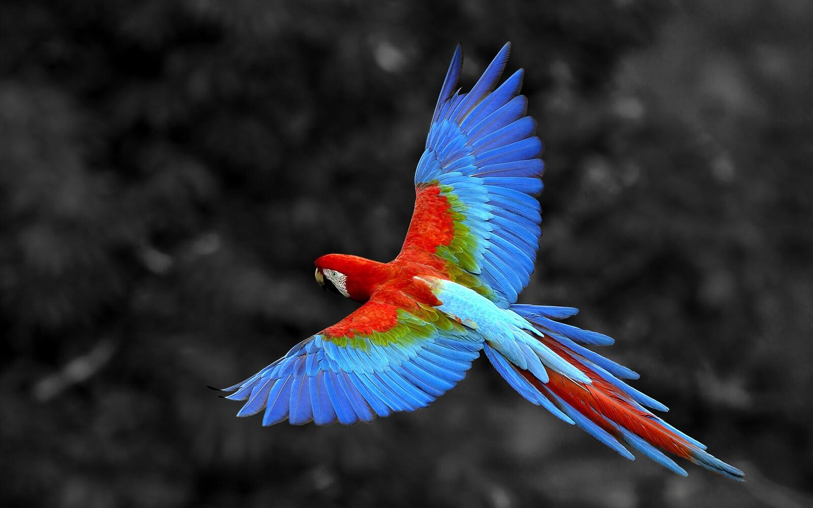 Wallpapers birds parrot selective coloring on the desktop