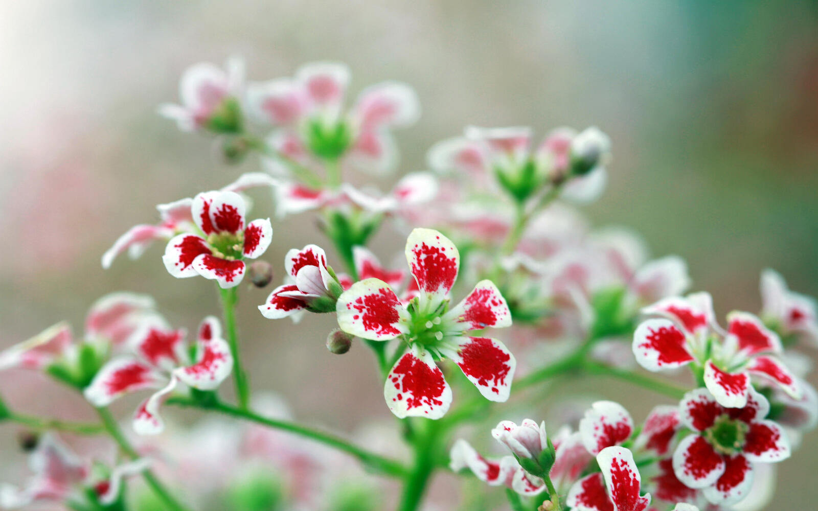 Бесплатное фото Маленькие полевые цветы