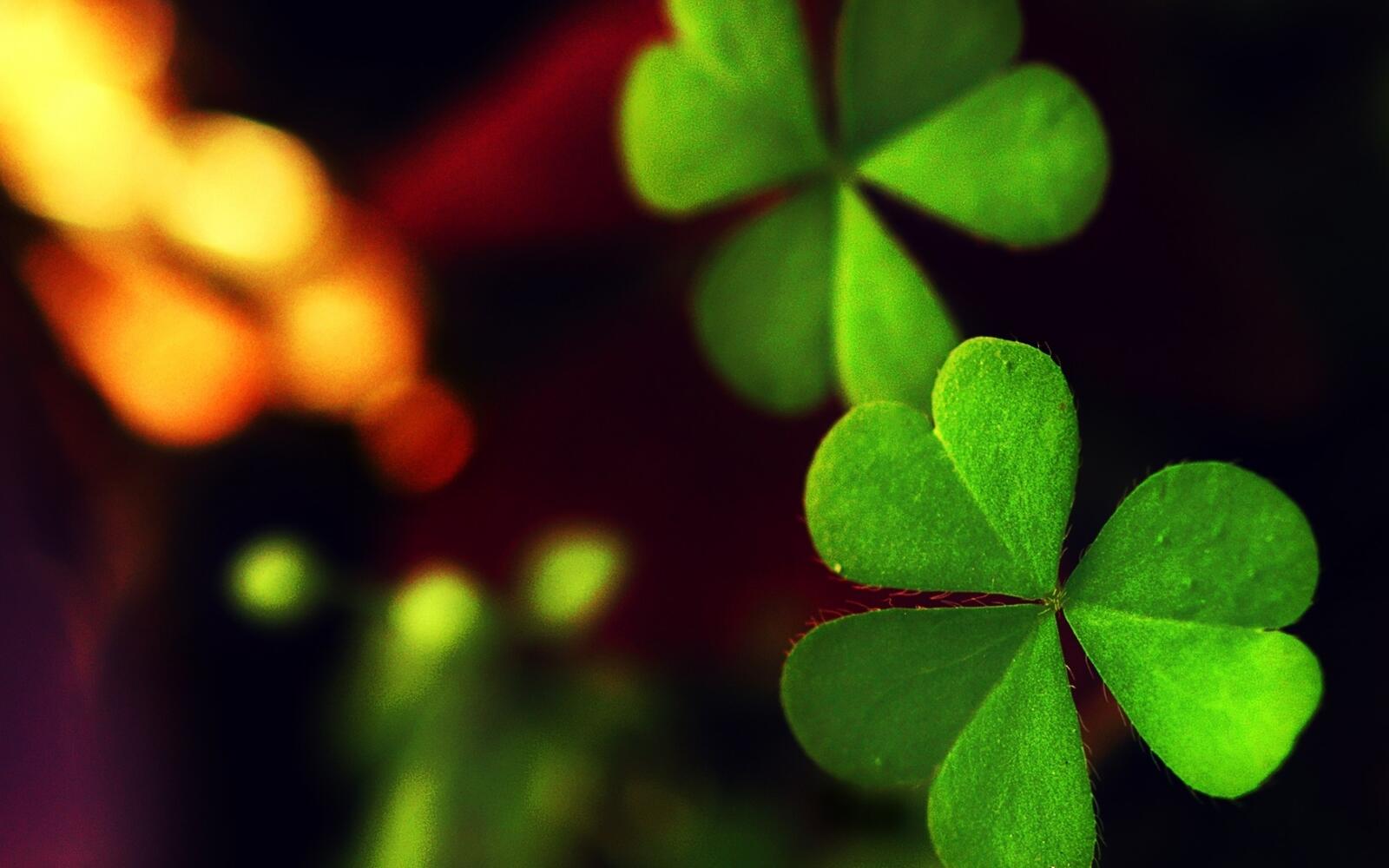 Wallpapers close wallpaper three leaf clover nature on the desktop