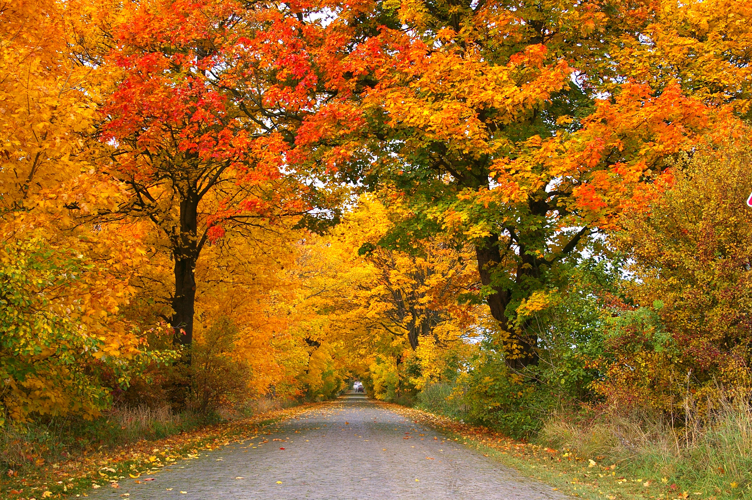 Бесплатное фото Дорога вдоль деревьев с желтой листвой