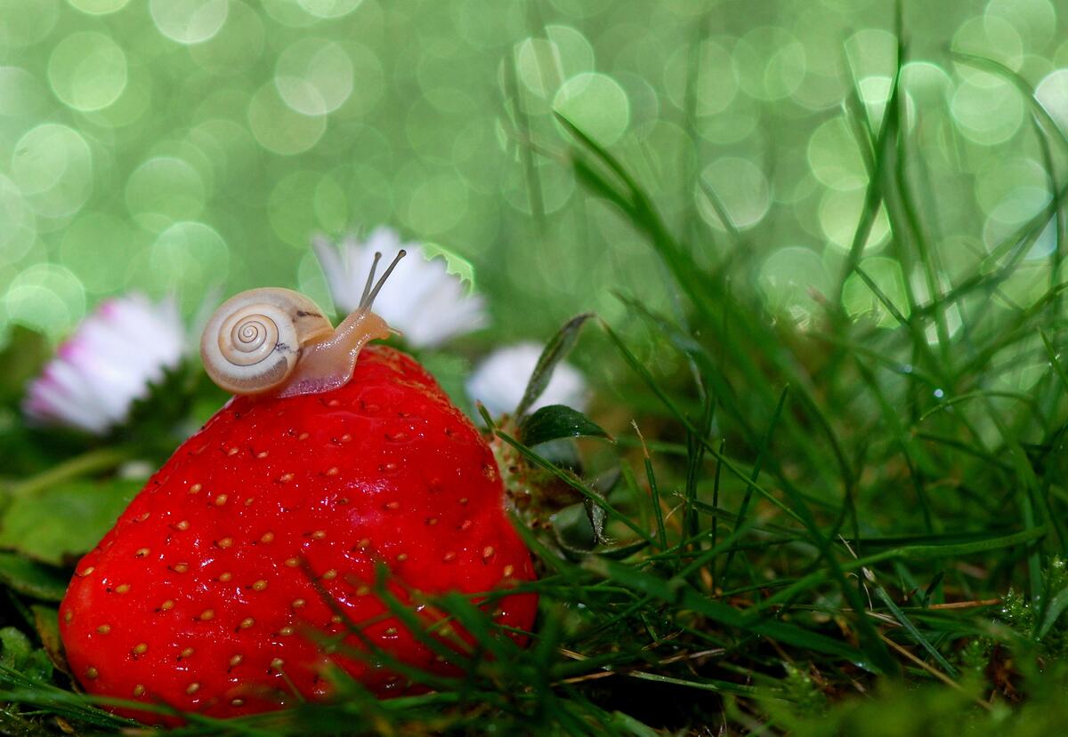 A little snail crawls on a fresh strawberry
